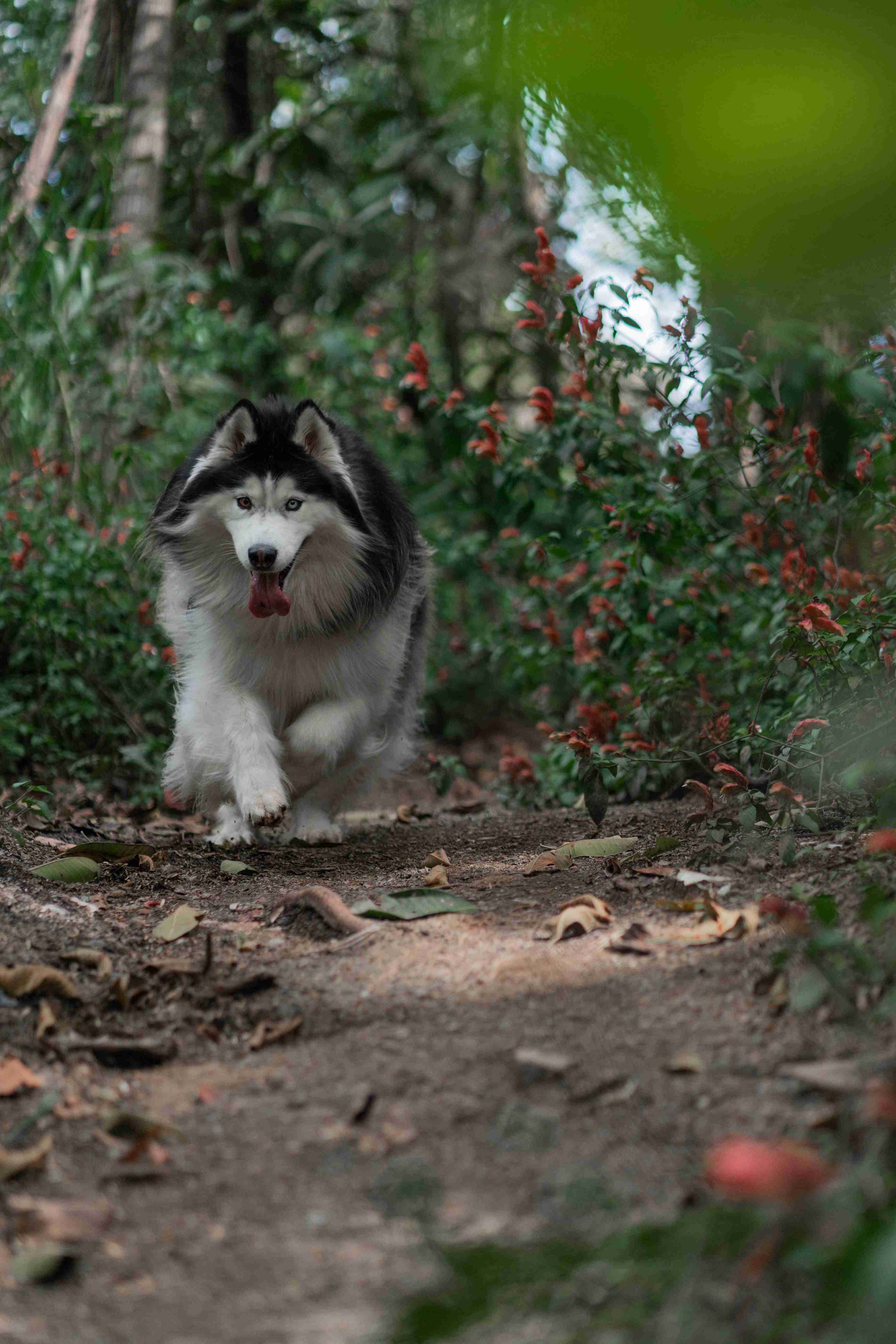 Keeping Your Alaskan Malamute Puppy Happy and Healthy: Daily Exercise Needs